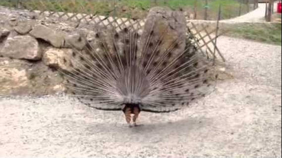 Pfau im Alpenwildpark bei Feld am See