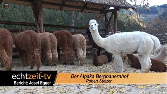 Der Alpaka Bergbauernhof als Ausflugsziel